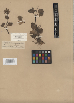 LE 00017102