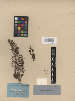 LE 00017113