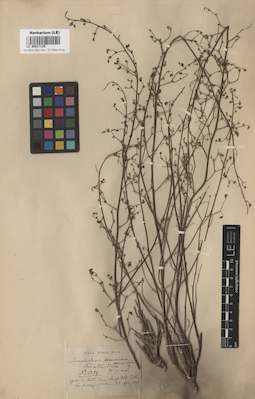 LE 00017135
