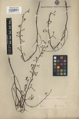 LE 00017136