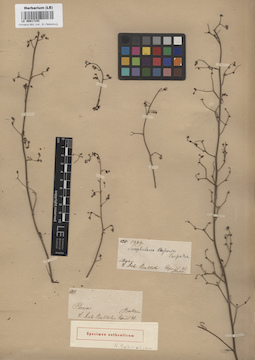 LE 00017141
