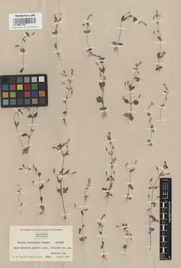 LE 00017151