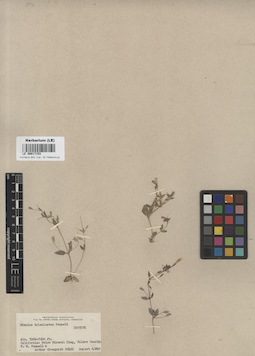 LE 00017153