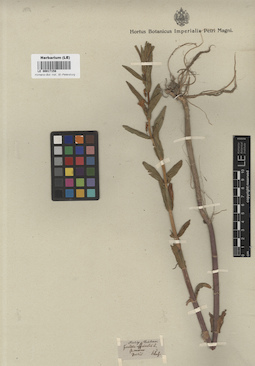 LE 00017158