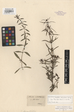 LE 00017159