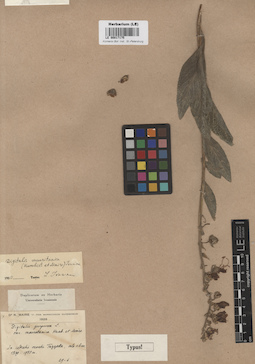 LE 00017175