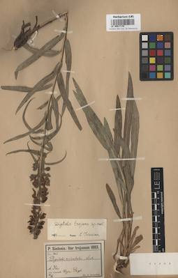 LE 00017176