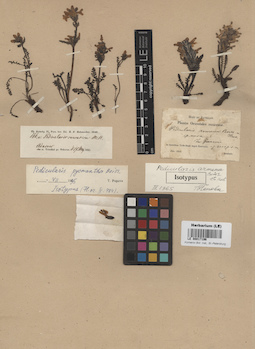 LE 00017196
