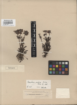 LE 00017203