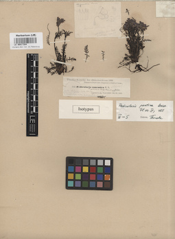 LE 00017204