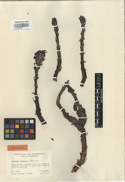 LE 00017206