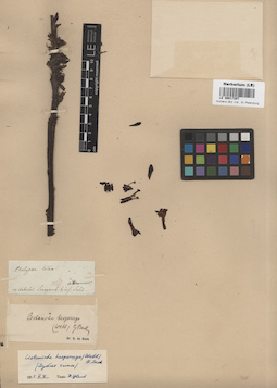 LE 00017207