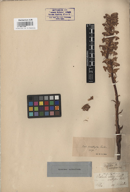 LE 00017208