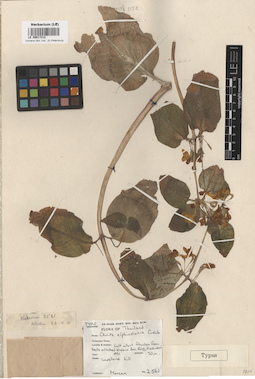 LE 00017212