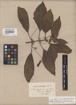 LE 00017217