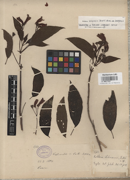 LE 00017222