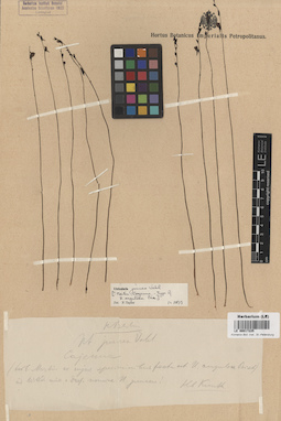 LE 00017225