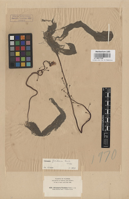 LE 00017226
