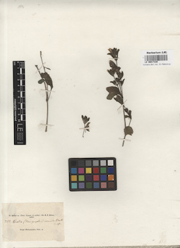 LE 00017229