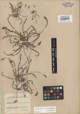 LE 00017245