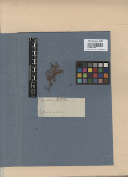 LE 00017252