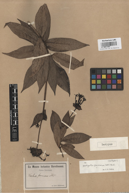 LE 00017253