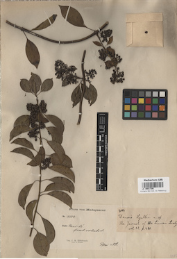 LE 00017261