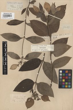LE 00017274