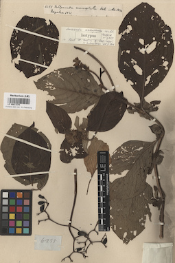 LE 00017275