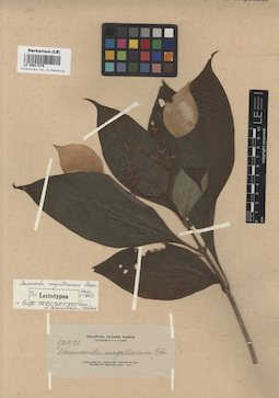 LE 00017276