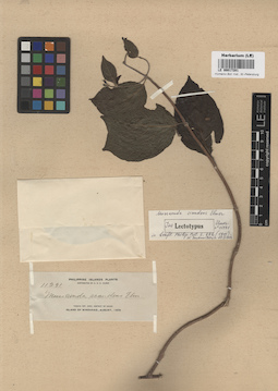 LE 00017281