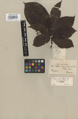LE 00017293