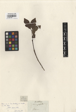 LE 00017294