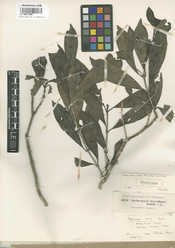 LE 00017299