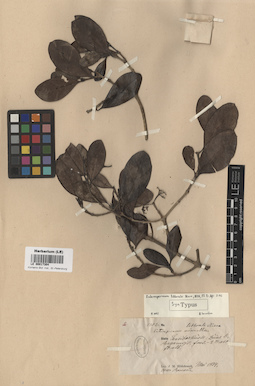 LE 00017304