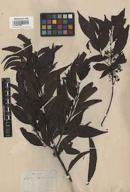 LE 00017308