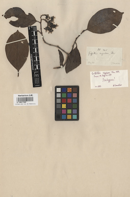 LE 00017309