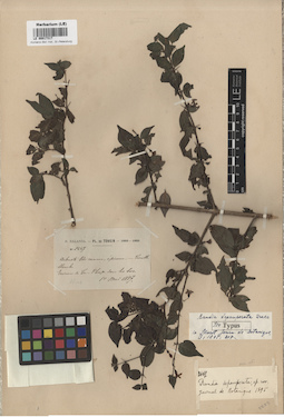 LE 00017317