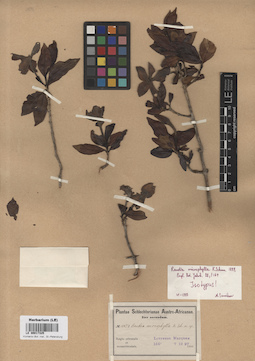 LE 00017325
