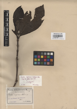 LE 00017326