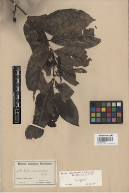 LE 00017331