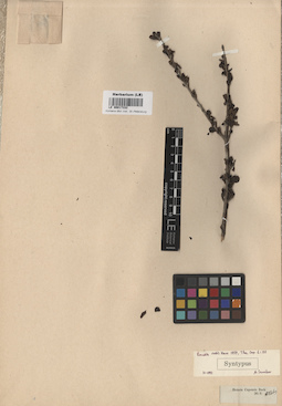 LE 00017332