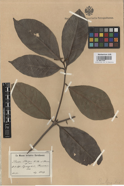 LE 00017335