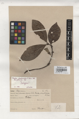LE 00017336