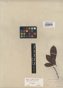LE 00017344