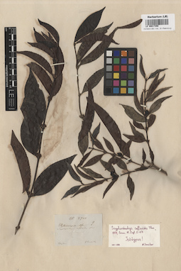 LE 00017359