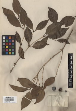LE 00017366