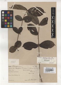 LE 00017375