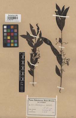 LE 00017376