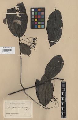 LE 00017384